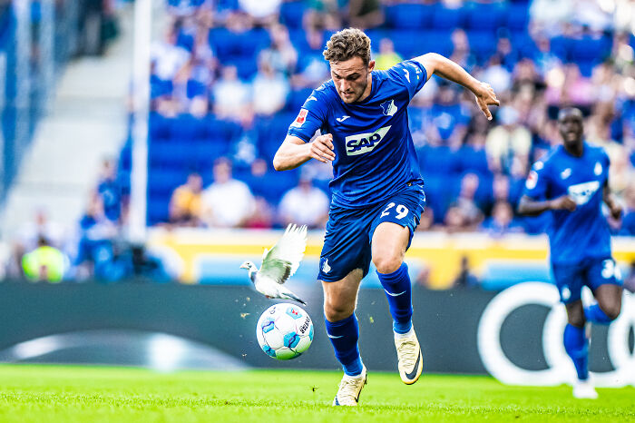 Soccer player in blue uniform chasing ball as a bird flutters nearby during World Sports Photography Award-winning moment.