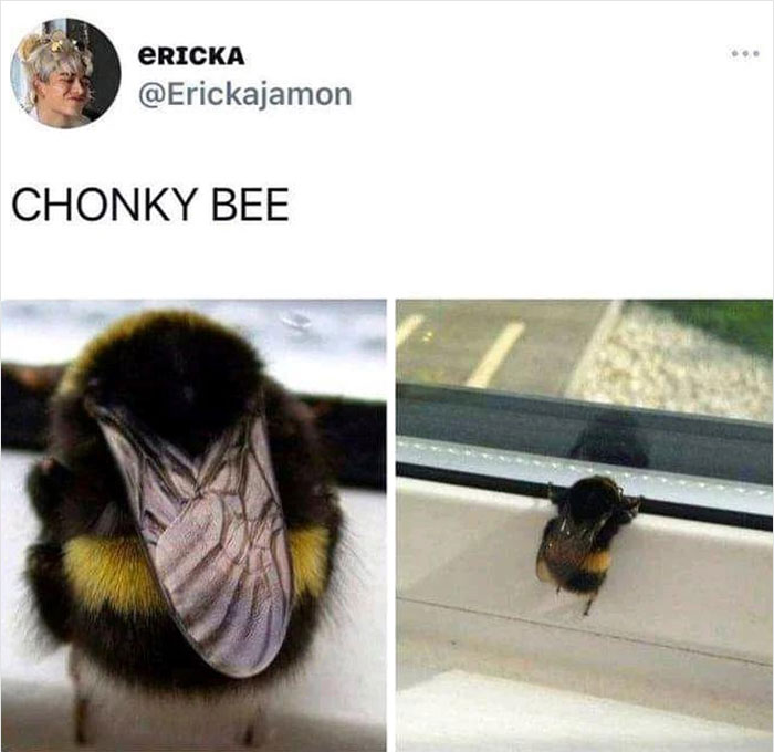 Chonky bumblebee resting on a windowsill, showcasing its large size.