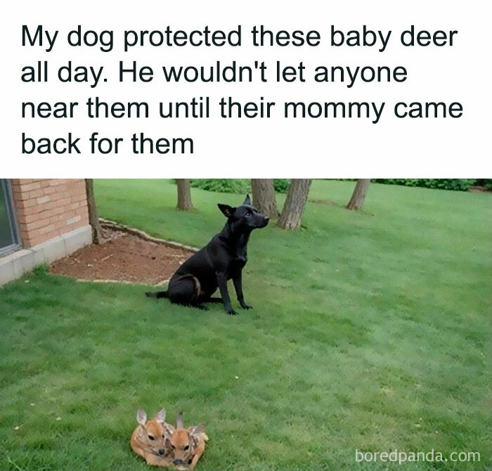 Dog guarding baby deer on grass, demonstrating animal antics.