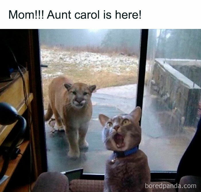 Funny meme from 'Animal Antics': Surprised cat reacts to mountain lion outside door.