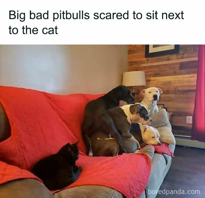 Pitbulls humorously huddled together on a couch, avoiding a relaxed cat nearby.