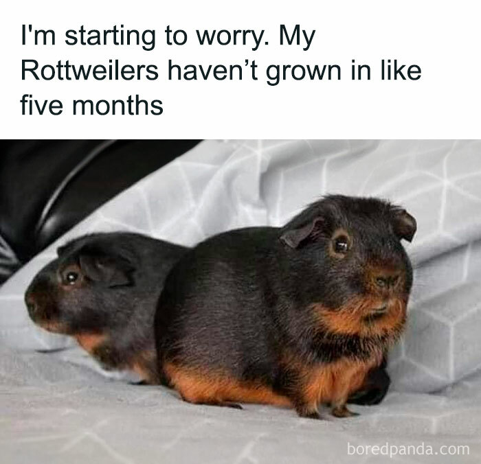 Two guinea pigs with a humorous caption about mistaken identity involving Rottweilers, showcasing animal antics.