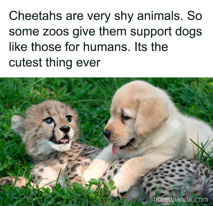 Cheetah cub and puppy playing together on grass, showcasing wholesome animal antics.