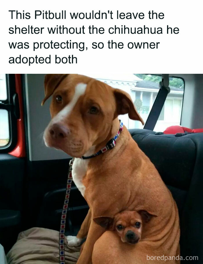 Pitbull and Chihuahua cuddling in a car, showcasing a wholesome animal antics moment.