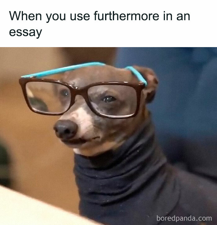 Dog in glasses with a humorous expression, captioned "When you use furthermore in an essay," showcasing animal antics.