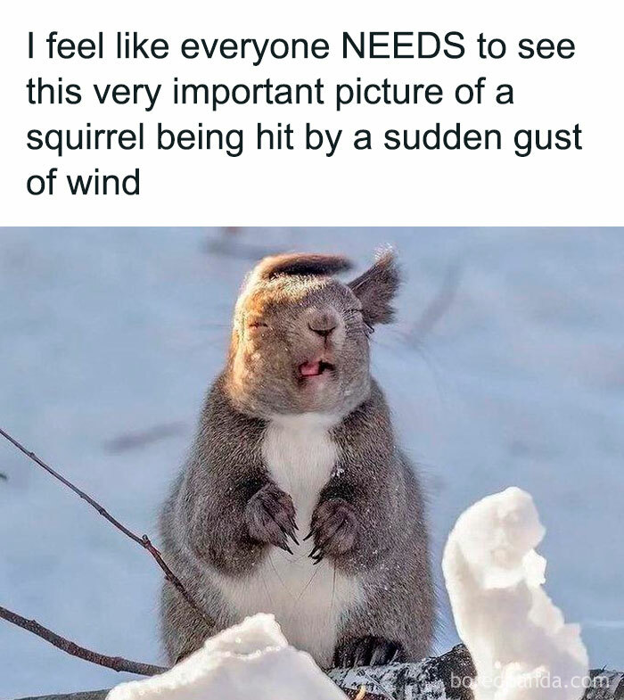 Squirrel caught in a gust of wind, eyes closed, surrounded by snow, featuring humorous animal antics.