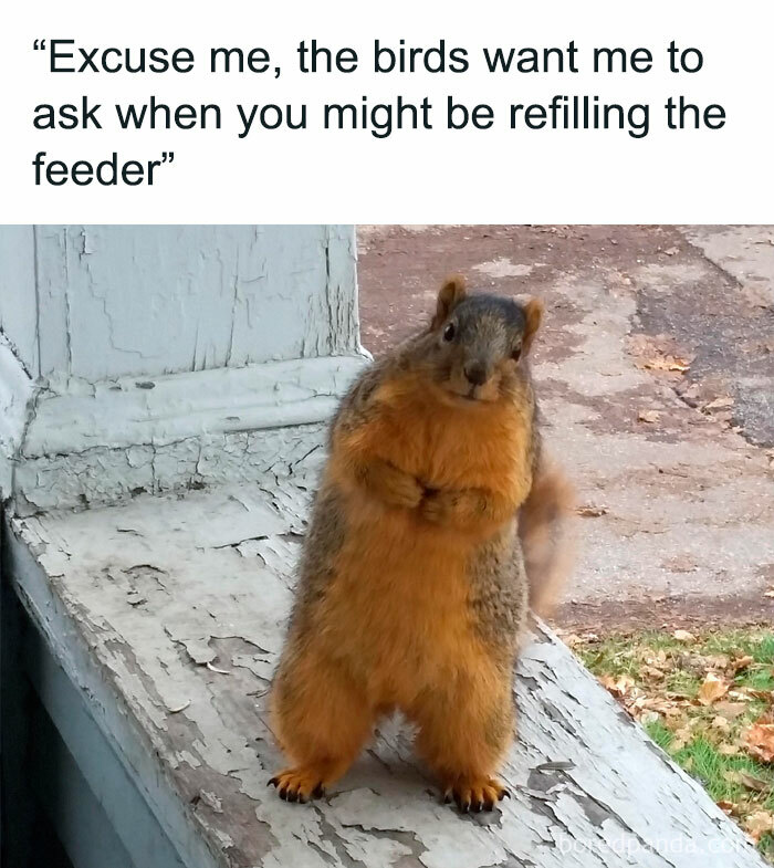 Squirrel humorously asking about the bird feeder on a porch, embodying animal antics.