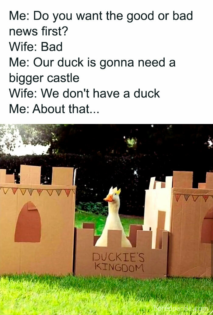 Funny meme featuring a duck in a cardboard castle labeled "Duckie's Kingdom," adding to animal antics humor.