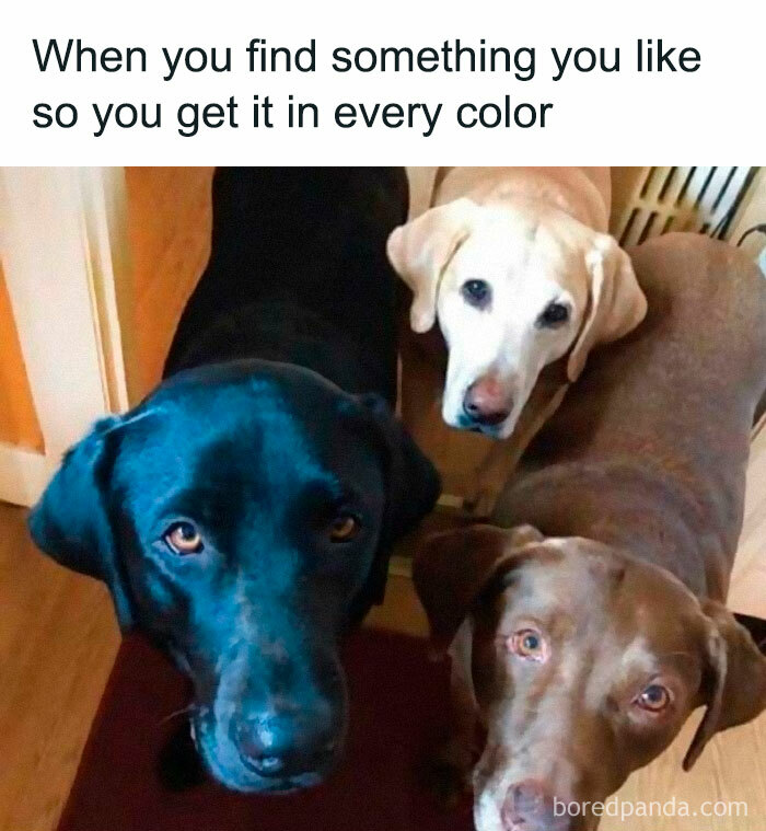 Three dogs in different colors, resembling the meme concept of getting an item in every color for Animal Antics.