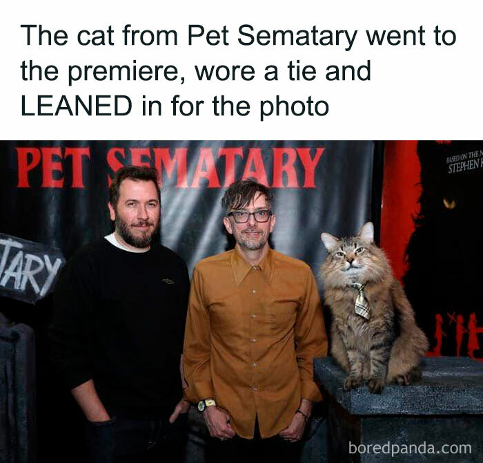 Cat in a tie poses at Pet Sematary premiere with two men, showcasing animal antics and humor.