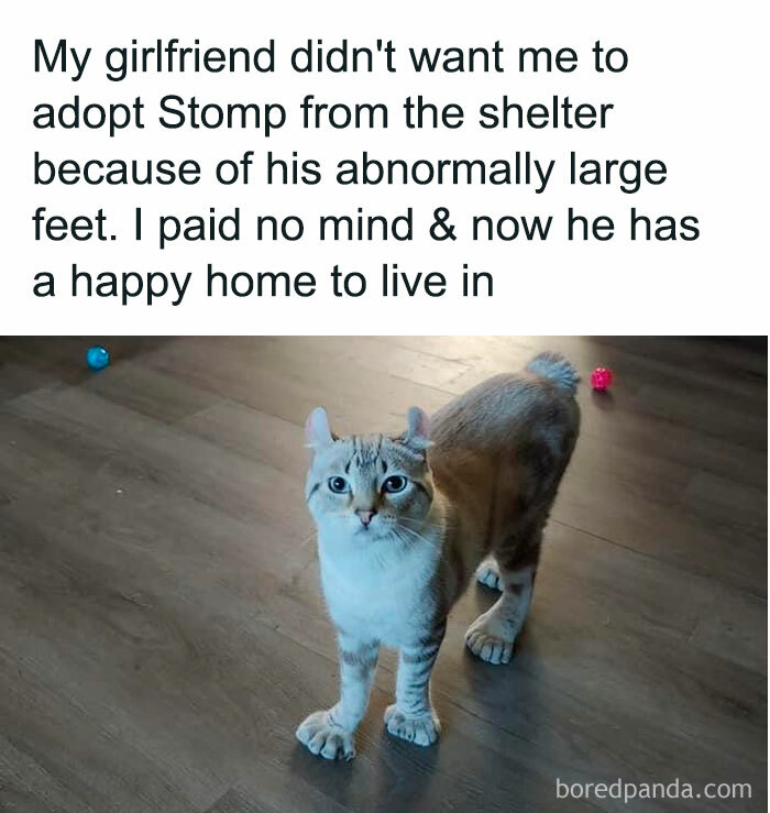 Cat with large feet looking up on a wooden floor, showcasing animal antics humor.