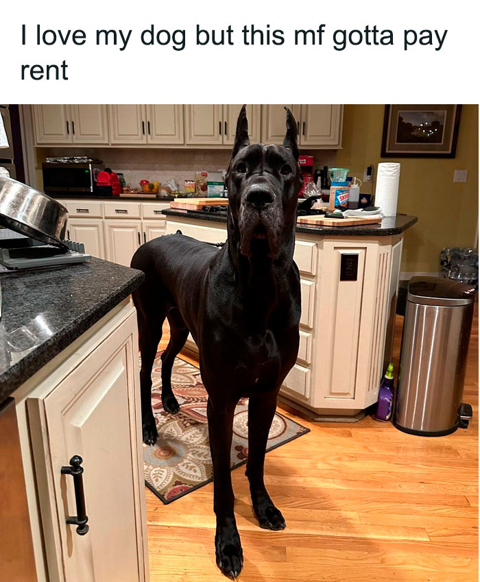 Giant dog standing in a kitchen with a funny caption about paying rent, showcasing animal antics humor.