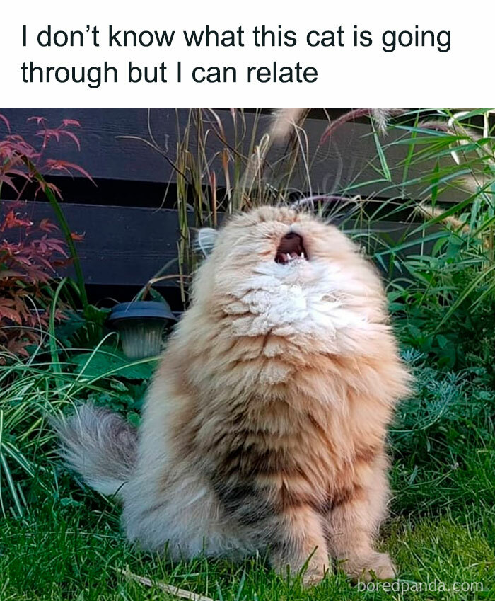 Fluffy cat making a funny face in a garden, perfect example of animal antics humor.