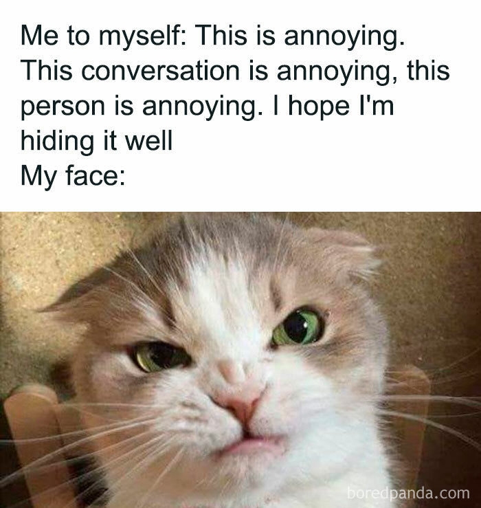 Grumpy cat meme with text about hiding annoyance, showcasing animal antics humor.