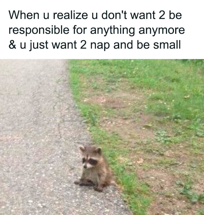 Cute raccoon sitting on road, representing a funny Animal Antics meme about wanting to nap and be small.