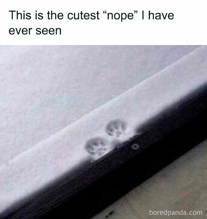 Snowy surface with tiny animal paw prints, text reads, "This is the cutest 'nope' I have ever seen" from Animal Antics.