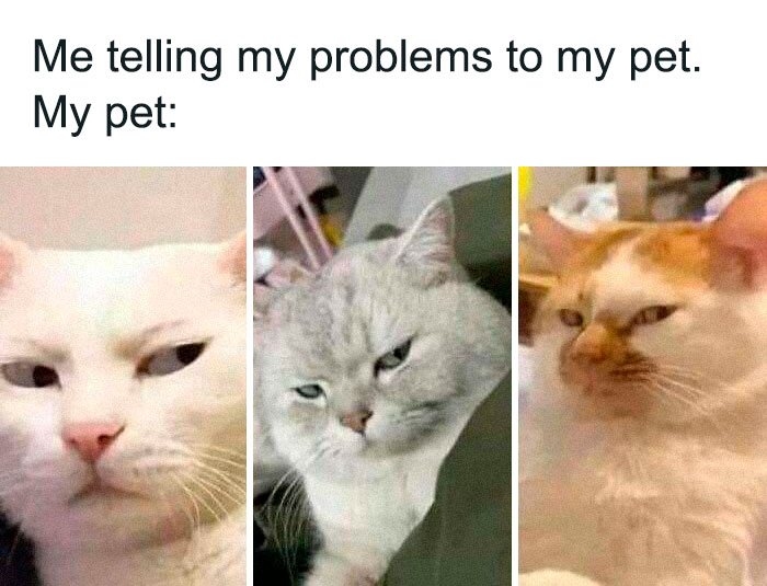 Three annoyed cats reacting humorously to their owner's problems, showcasing funny animal antics.