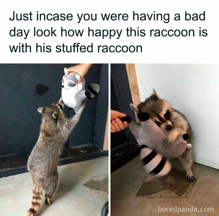 Raccoon happily playing with a stuffed raccoon toy, showcasing wholesome and funny animal antics.