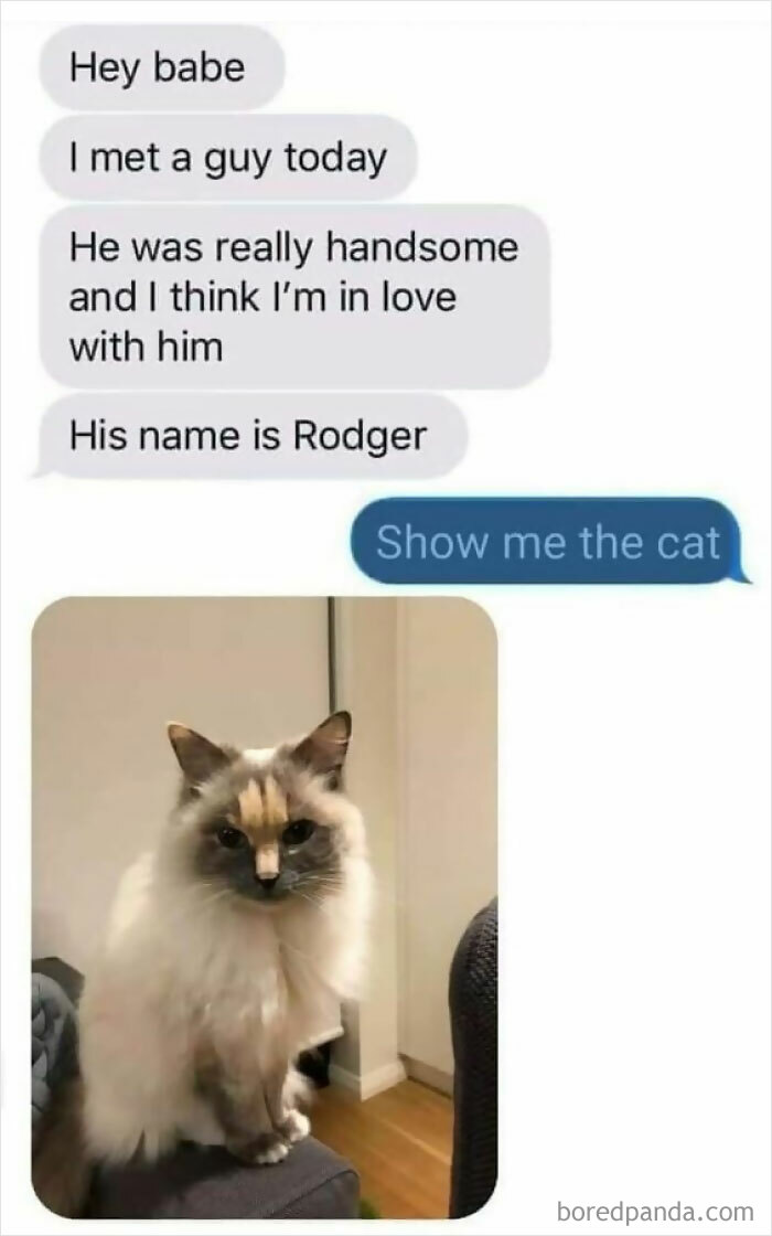 Text conversation with a humorous twist featuring a cat named Rodger from 'Animal Antics'.