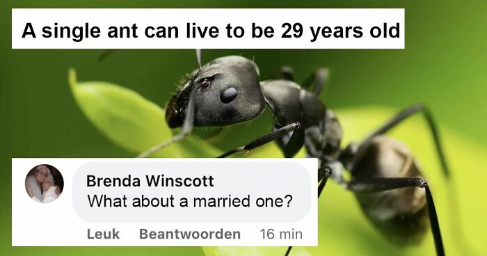 Funny meme from 'Animal Antics' showing an ant with a humorous comment about its lifespan.