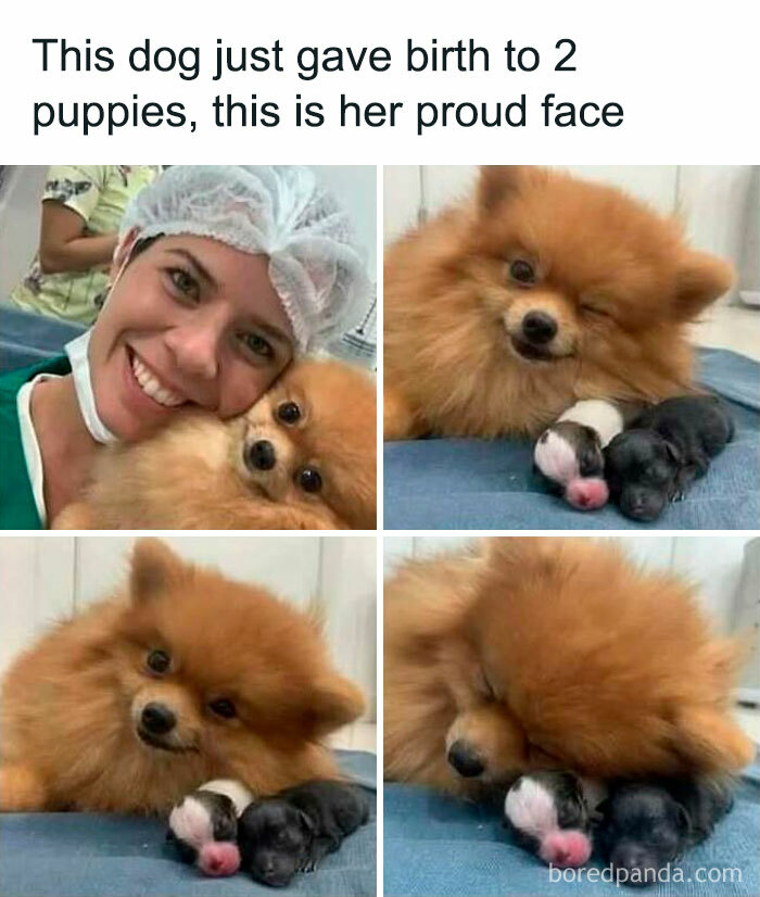 Pomeranian with two newborn puppies snuggled up, showing a proud face; heartwarming Animal Antics moment.