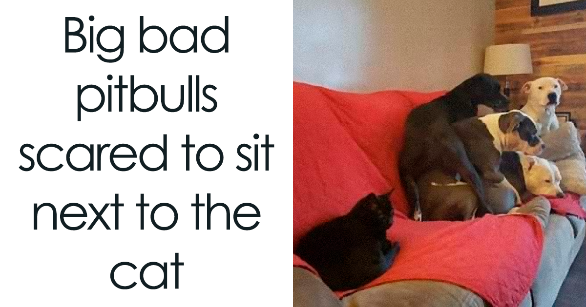 72 Wholesome And Funny Memes From The Facebook Page ‘Animal Antics’