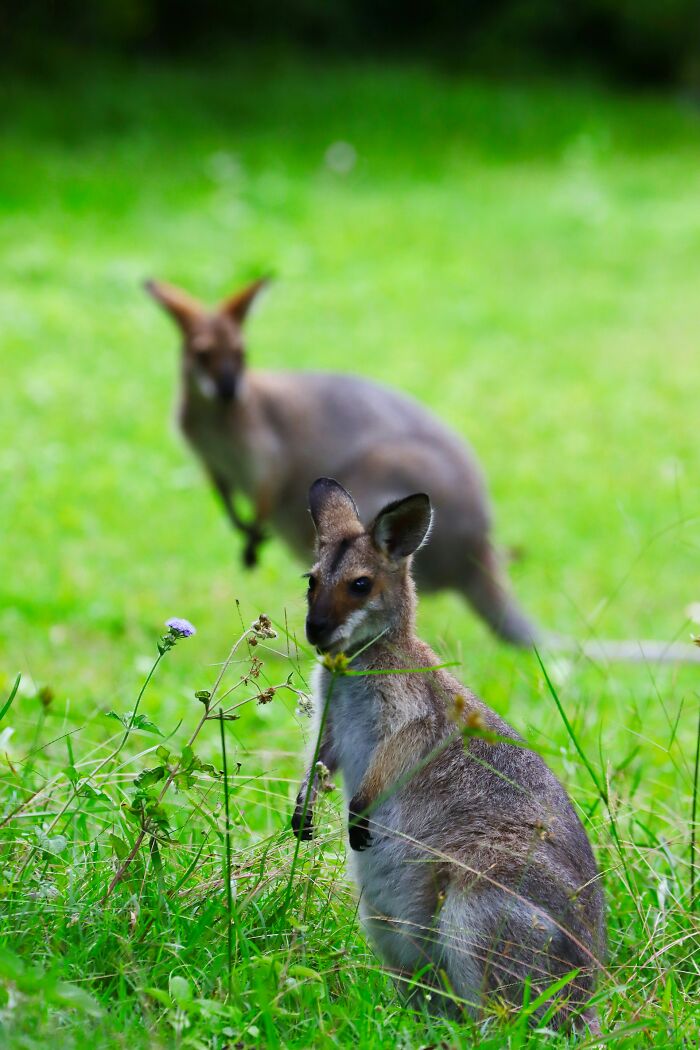 Two kangaroos in a grassy field, capturing an intriguing wildlife moment.