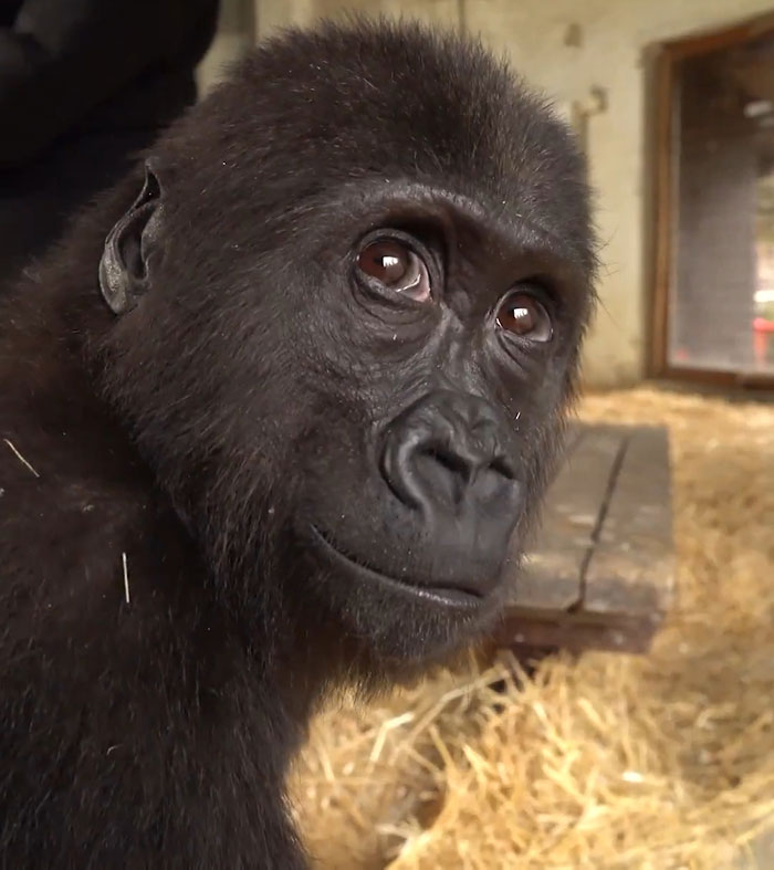 Baby gorilla after rescue at Istanbul Airport, looking curious in a straw-filled enclosure.