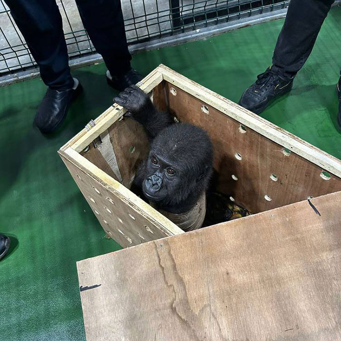 Baby gorilla being rescued at Istanbul airport, sitting inside a wooden crate surrounded by rescuers.