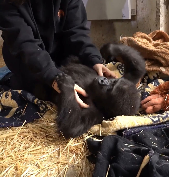 Rescued baby gorilla being cared for at Istanbul Airport, lying on blankets and straw.