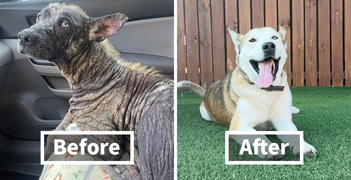 20 Dogs Before And After Being Rescued From Various Hardships