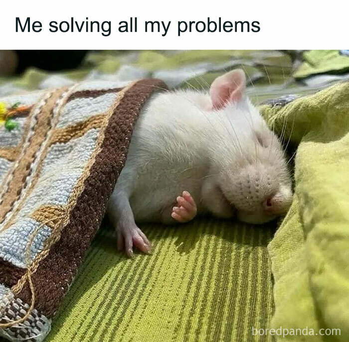 Sleeping mouse under a blanket with the text "Me solving all my problems," capturing an introvert mood.