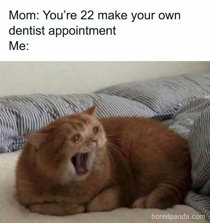 Orange cat meme showing introvert reaction to making a dentist appointment independently.