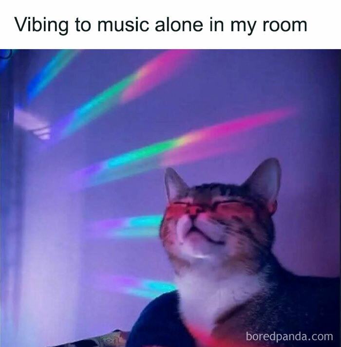 Introvert meme: A cat contentedly vibing to colorful lights in a room.