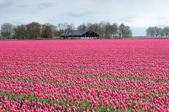 Vast field of pink tulips with a farmhouse in the background, illustrating scenes of money being wasted historically.