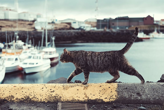 Cat walking on a pier with boats in the background, illustrating wasted resources in collective madness.