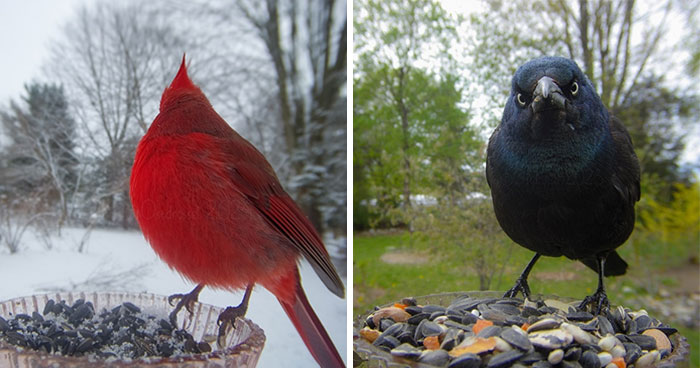 This Woman Photographs Her Daily Visitors With A Bird Camera, And The Variety Is Fascinating (46 New Pics)