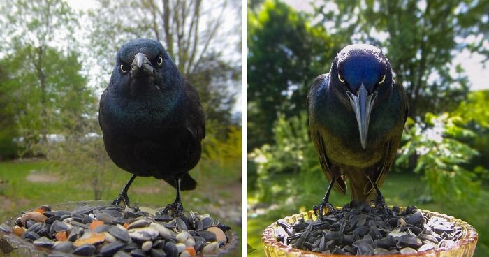 This Woman Photographs Her Daily Visitors With A Bird Camera, And The Variety Is Fascinating (46 New Pics)