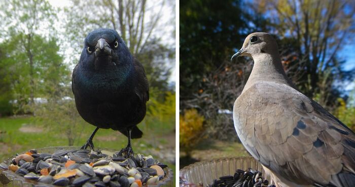 This Curious Woman Installed A Bird Feeder Camera To See Who Stopped By (46 New Pics)