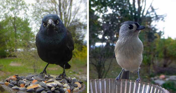 Wildlife Cam: 46 Shots Of Birds And Other Animals That Visit This Woman’s Backyard (New Pics)