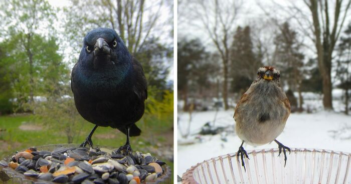 Curious Woman Shares Her Bird Feeder Camera Footage, And Her Visitors Never Disappoint (46 New Pics)