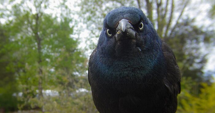 Rich Variety Of Bird Species And Other Animals Captured With A Bird Feeder Camera By This Woman (46 New Pics)