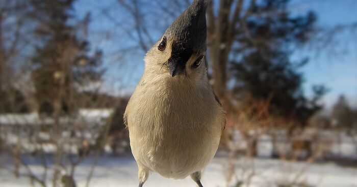 Wildlife One Camera Click Away: Woman Captures Daily Shenanigans In Her Backyard (46 New Pics)