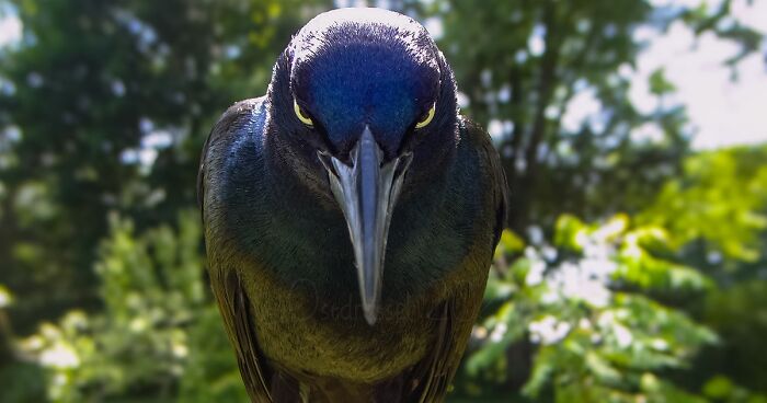 See Who’s Back: 46 Birds And Other Small Animals That This Woman Captured Visiting Her Backyard (New Pics)