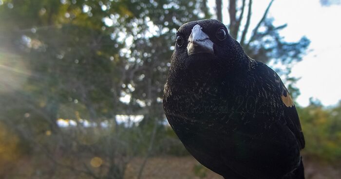 46 Adorable Guest Appearances Captured With A Bird Camera By This Woman (New Pics)