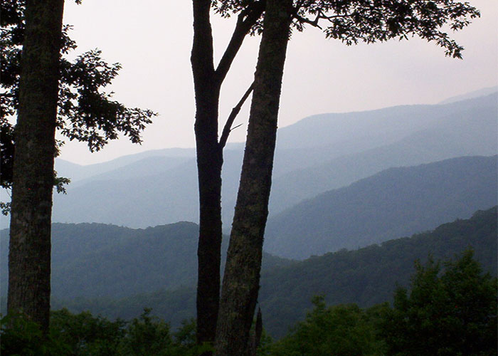 Misty forest with silhouetted trees, evoking an atmosphere of unsolved mysteries and intrigue.