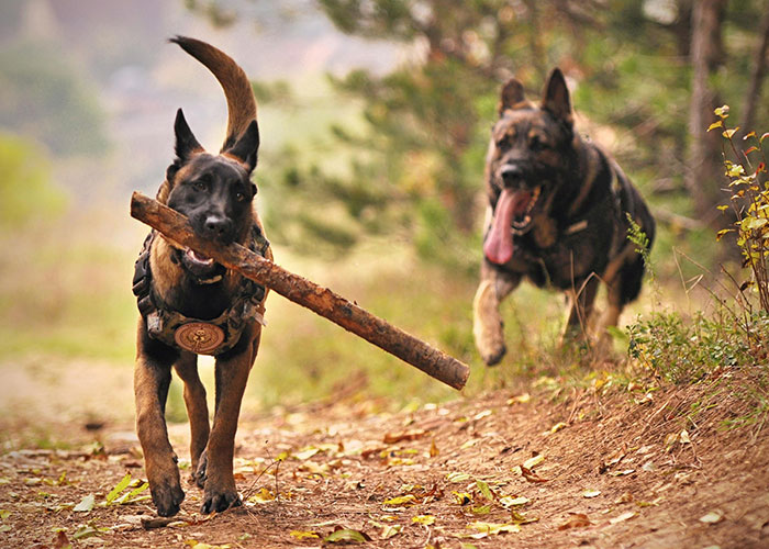 Two dogs running on a forest path, one carrying a stick, symbolizing adventure and mystery.