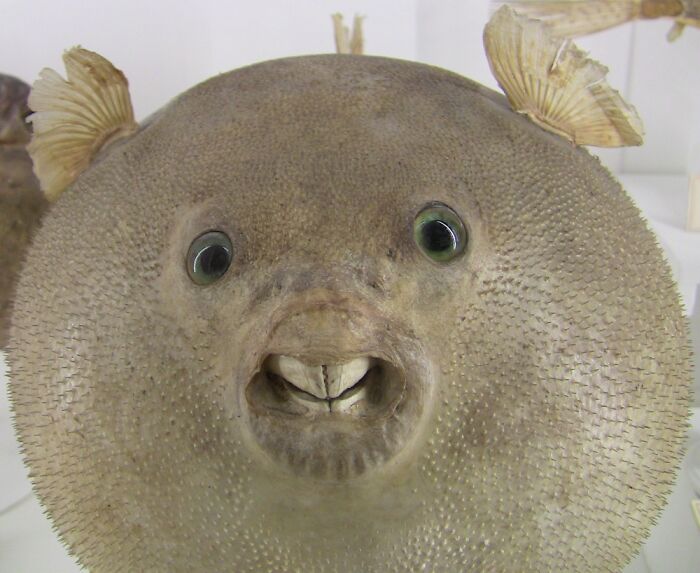 Close-up of a puffer fish with a funny expression, perfect for funny-camera-roll-finds.