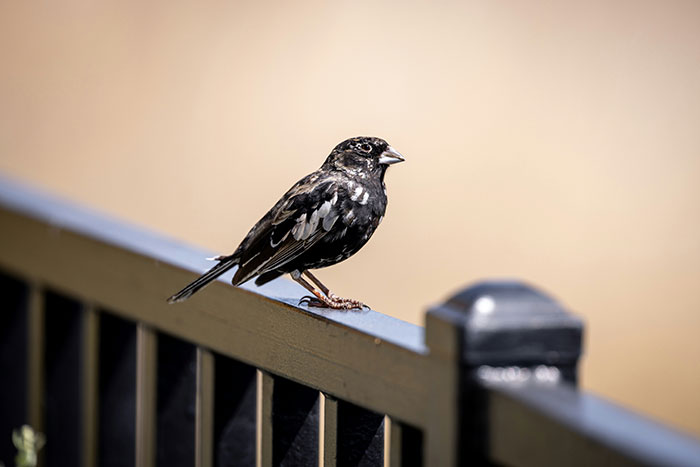 A small black and white bird perched on a wooden railing in a sunny setting.