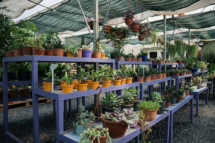 Potted plants displayed on blue shelves in a retail nursery setting, showcasing a variety of greenery under a shaded roof.